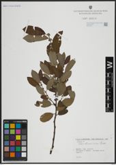 Foto von Salix atrocinerea Brot.